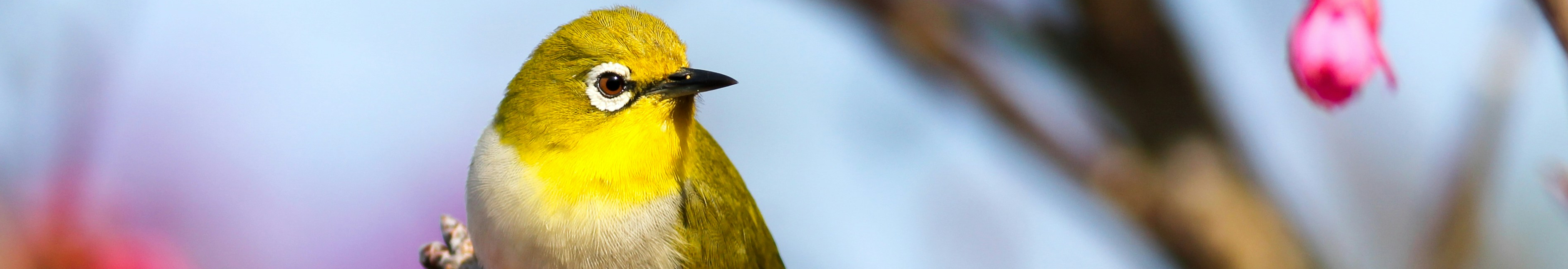 A yellow bird sits on a tree branch with pink flowers. Photo by Boris Smokrovic on Unsplash.